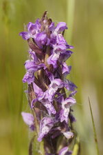 Fleur de Dactylorhiza sp.