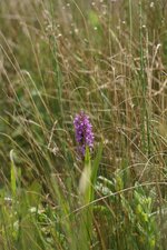 Dactylorhiza uncarnata