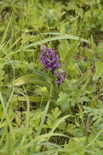 Dactylorhiza sp.