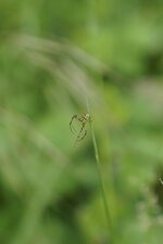 Diaea livens