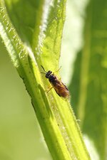 Dolerus sp ou Arge sp. ?