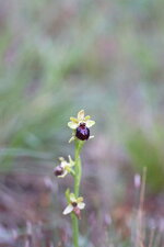 Ophrys araignée