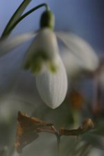 Fleur de Perce-neige