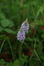 Dactylorhiza maculata