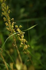 Listère à feuilles ovales