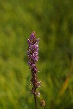 Orchis moustique