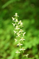 Orchis verdâtre