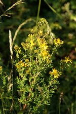 Millepertuis sp.