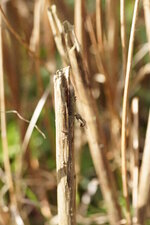 Tipule sp.