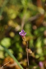 Gentianelle sp.