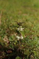 Lamier blanc