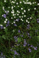 Stellaire sp. et Jacinthe des bois
