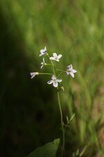 Cardamine des près