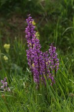 Orchis mâle