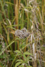 Eupatoire chanvrine