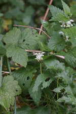 Lamier blanc