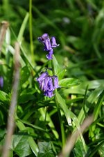 Jacinthe des bois