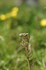 Cardamine des près