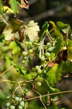 Vigne sauvage