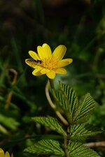 Sphaerophoria scripta