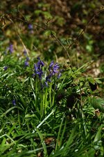Jacinthe des bois
