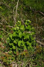Alliaire officinale