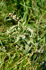 Guimauve officinale