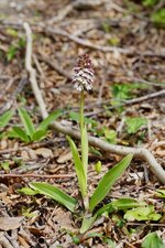 Orchis pourpre