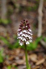 Orchis pourpre