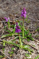 Orchis mâle