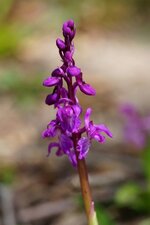 Orchis mâle
