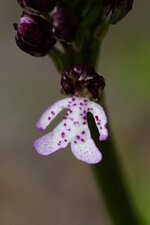 Orchis pourpre