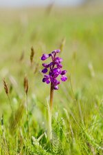 Orchis bouffon