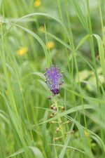 Muscari à toupet