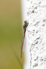 Petite nymphe au corps de feu