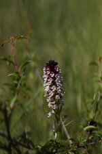Orchis brûlée