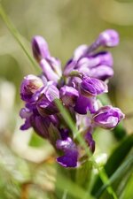 Orchis bouffon