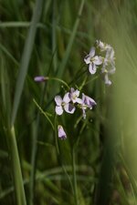 Cardamine des près