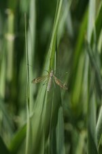 Tipule sp.