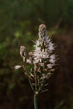 Asphodèle sp.