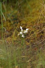 Céphalanthère sp.