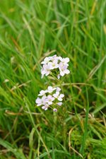 Cardamine des près