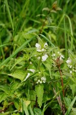 Lamier blanc