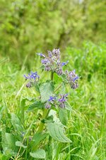 Bourrache officinale
