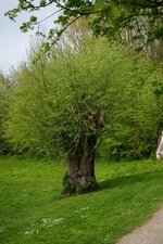 Saule têtard