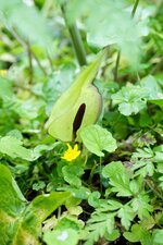 Arum