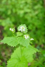 Alliaire officinale