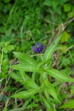 Centaurée sp.