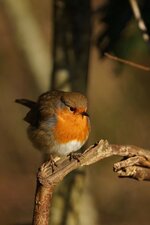 Rouge-gorge familier