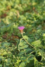 Centaurée sp.